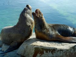 Seelöwen auf Stein 
(c) Bernd Ohlthaver / Zoo am Meer